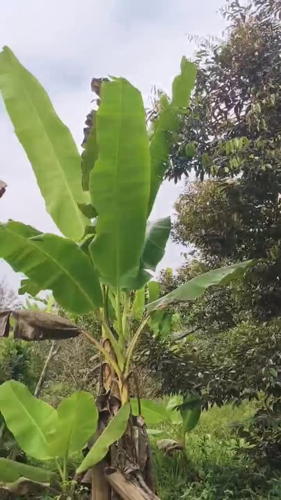 Đất Farm 20.000m² tại ấp Hoa Lâm, Cái Bè - Giá 1.495 tỷ, Pháp lý rõ ràng!