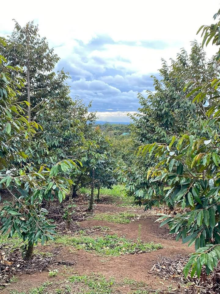 Đất vườn sầu riêng 1200m² tại Tân Hưng, giá chỉ 160 triệu - Cơ hội đầu tư tuyệt vời!