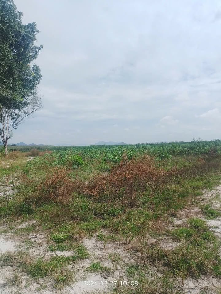 Đất Farm 8ha tại Quốc lộ 55, xã Tân Thắng, huyện Hàm Tân - Giá chỉ 12 tỷ VND