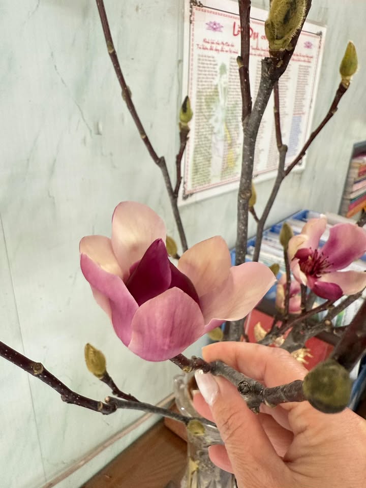 Đất thổ cư Phường Hoàng Diệu, Thái Bình 60m² giá chỉ 1.7 tỷ - Cơ hội đầu tư hấp dẫn!