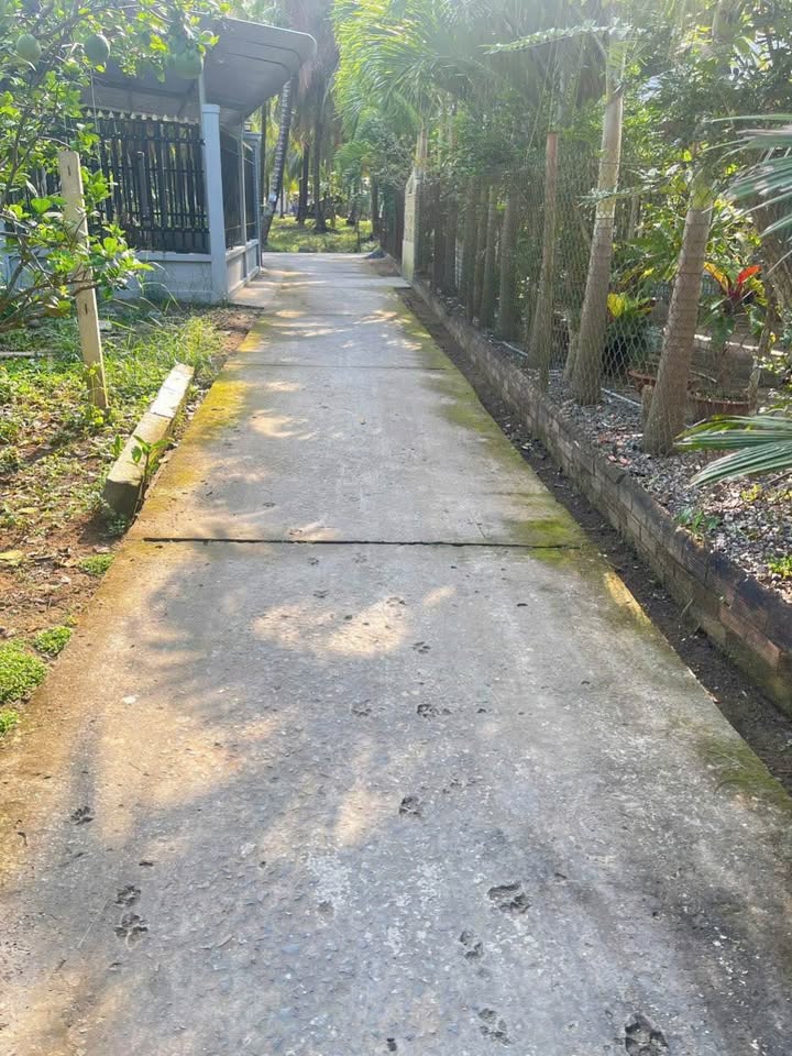 Đất nền mặt tiền đường Nông Thôn, Tam Phước, Châu Thành 528.8m² giá 700 triệu - Cơ hội đầu tư tuyệt vời!