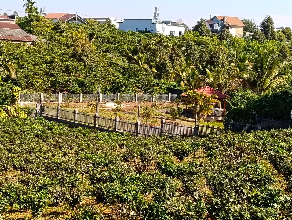 Đất thổ cư 1200m² tại Phường 2, TP Bảo Lộc - Giá tốt, đầu tư sinh lời!