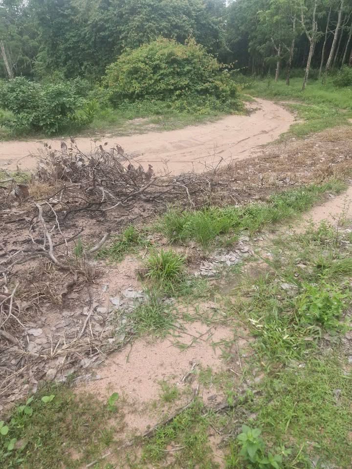 Đất nông nghiệp xã Gia Huynh, Tánh Linh 12 ha giá chỉ 700 triệu - Cơ hội đầu tư hấp dẫn!