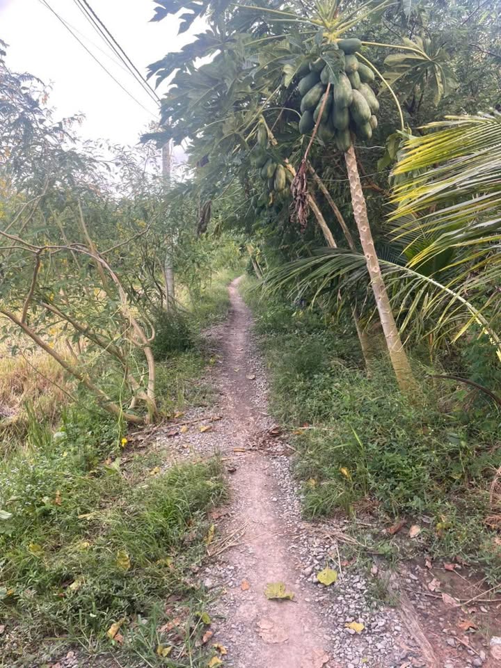 Đất lúa 40,000m² tại Ấp 7, Cai Lậy - Giá 1 tỷ - Đường xe 3 gác vào tận nơi!