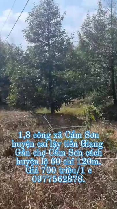 Đất Farm 1,8 Công Gần Chợ Cẩm Sơn - Giá Chỉ 1.26 Tỷ, Cơ Hội Đầu Tư Hấp Dẫn!