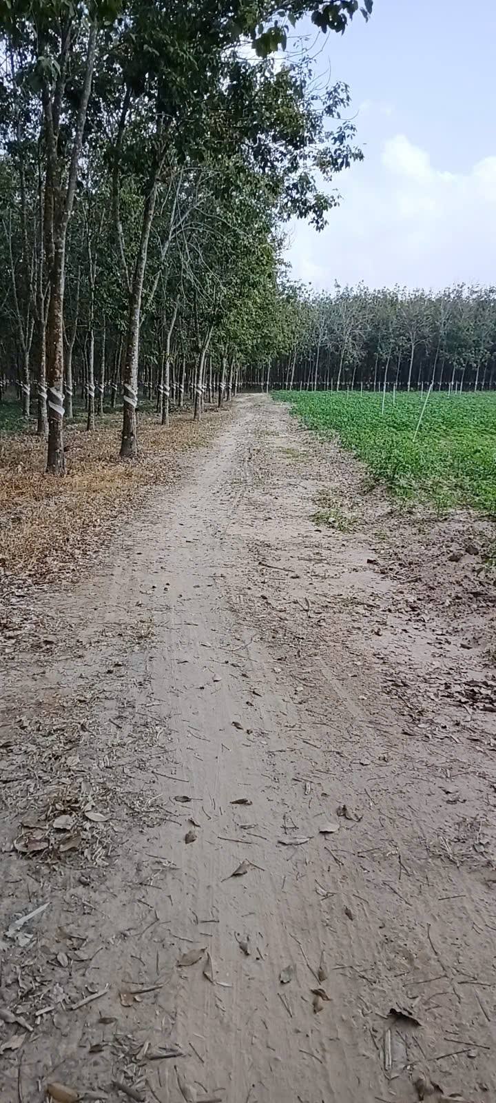 Đất nền Thạnh Bắc, Tân Biên 30.000m² giá 6 tỷ - Đầu tư sinh lời hấp dẫn!