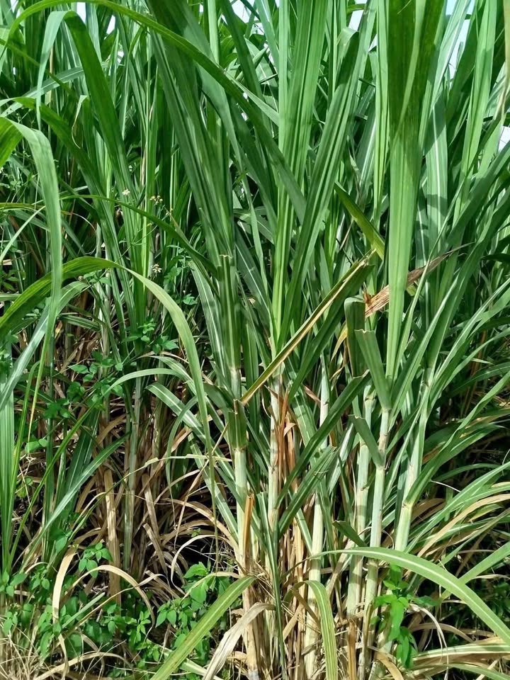 Farm 2,6ha tại Xã Ea Sar, Huyện Ea Kar - Bán gấp, giá thương lượng!