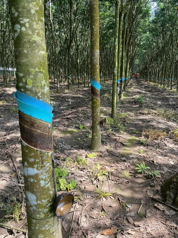 Farm 2ha Phước Hòa, Quận Tân Phú, giá 10 tỷ - Đất cao su đẹp như hình