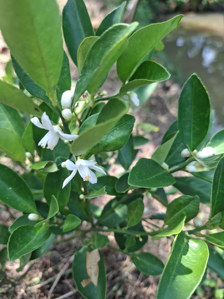 Đất nền Mậu Thân, Ninh Kiều 60m² giá 3.9 tỷ - Đầu tư sinh lời ngay!