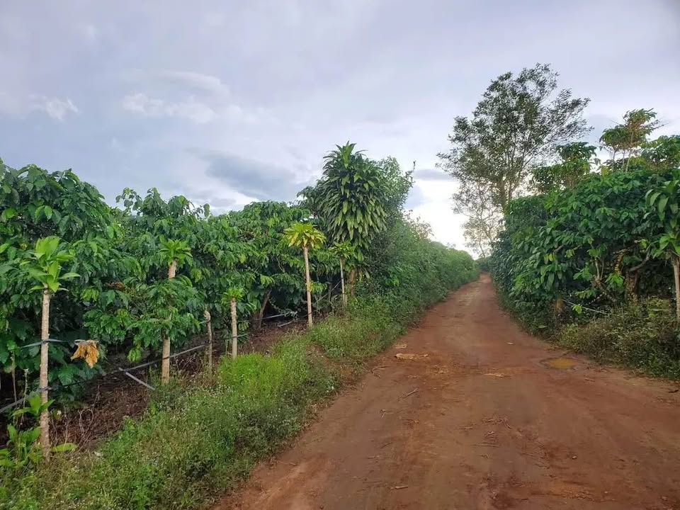 Đất nền Bảo Lộc 3680m² giá 2.85 tỷ - Đường ô tô thuận tiện