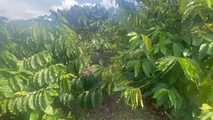 Đất Farm 1,2 Ha tại Quảng Hòa, Đắk Glong - Giá 1,5 tỷ - Cơ hội đầu tư tuyệt vời!