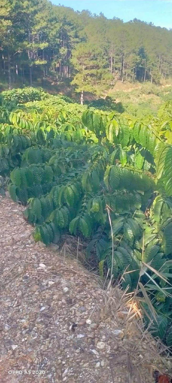 Đất Farm 1ha tại Thị trấn Đinh Văn, Lâm Hà - Giá chỉ 1.65 tỷ, bớt Lộc!