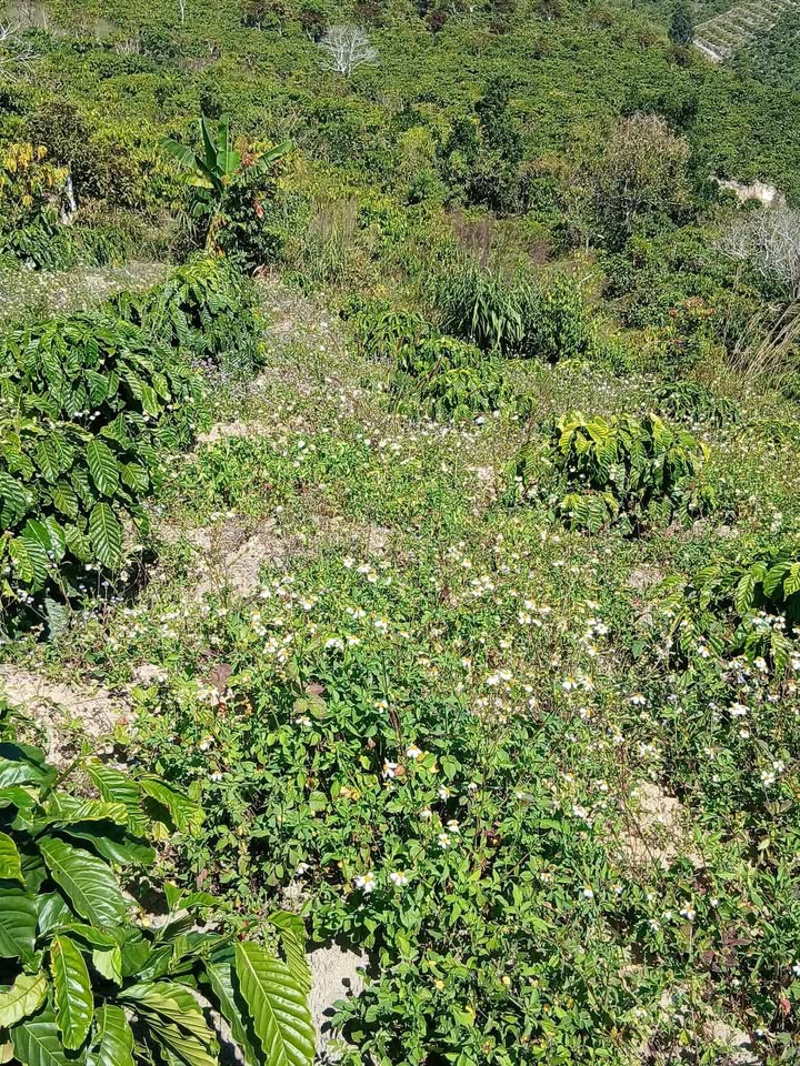 Đất nền Đạ Đờn Lâm Hà 7200m² giá 630 triệu - Sổ hồng chính chủ, hai mặt tiền đường!