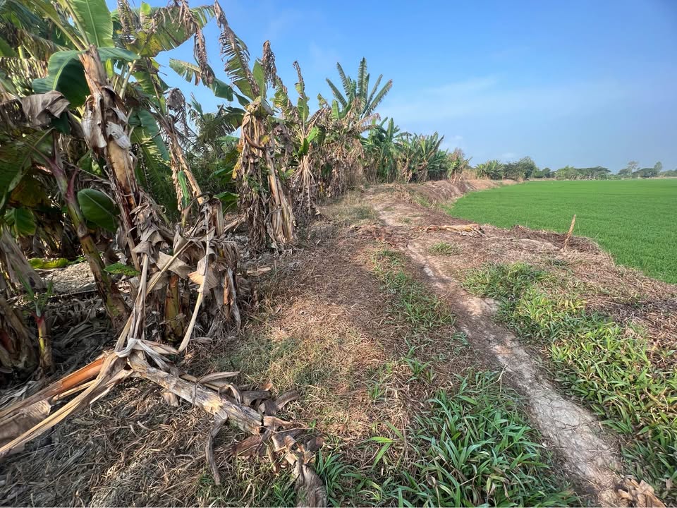 Đất nông nghiệp 860m² tại Kênh Ranh Mỹ Hòa - Giá chỉ 450 triệu, thương lượng nhẹ!