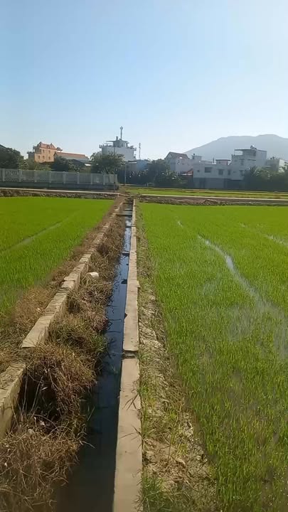 Đất nông nghiệp Ninh Hiệp 10,800m² giá 1.2 tỷ - Cần bán gấp cuối năm!