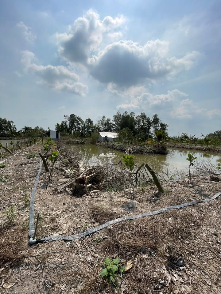 Farm Rạch Xẻo Sao, An Giang 5713m² - Đầu tư lý tưởng với mô hình vườn sinh thái