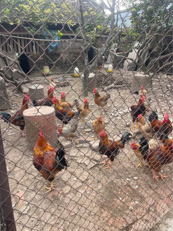 Đất nền LIDECO Hạ Long 60m² giá chỉ 700 triệu - Cơ hội đầu tư tuyệt vời!