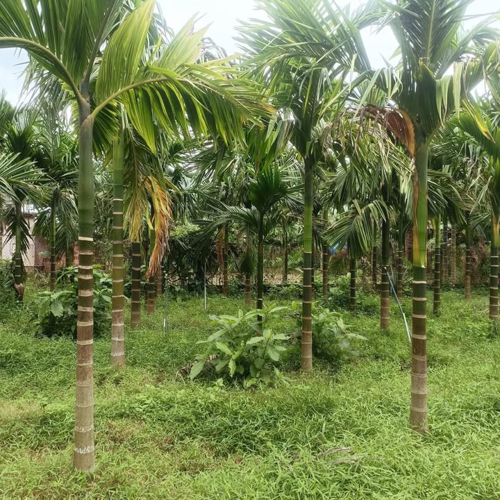 Mảnh vườn 450m² tại xã Hành Phước, Nghĩa Hành - Giá chỉ 5xx triệu, tặng kèm 70 cây cau!