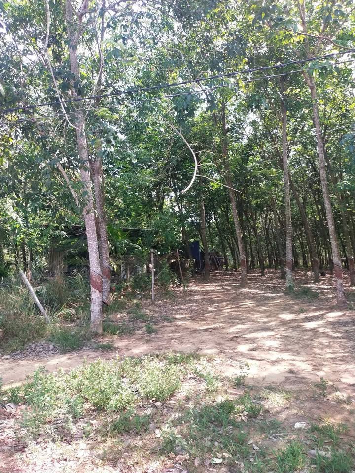 Đất nông nghiệp 60.000m² tại Nhị Bình, Hóc Môn - Giá tốt đầu tư chỉ 2.1 tỷ!