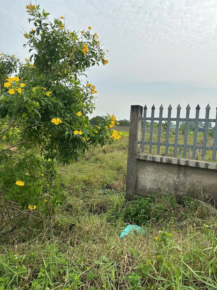 Đất vườn 1.000m² Bình Chánh giá 3,2 tỷ - Đầu tư sinh lời ngay!