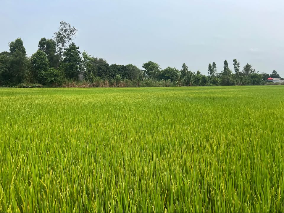 Đất ruộng Phương Thịnh 2600m² giá 470 triệu - Cơ hội đầu tư hấp dẫn!