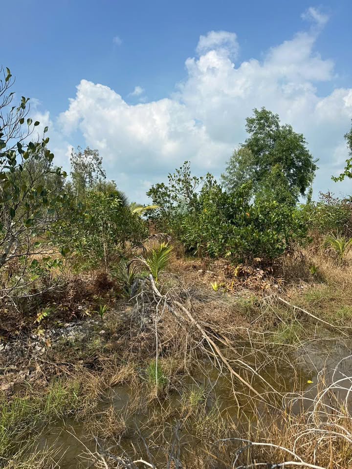 Farm 4,7 công tại xã Vĩnh Thuận Đông, Cần Thơ chỉ 250 triệu - Đầu tư sinh lời!