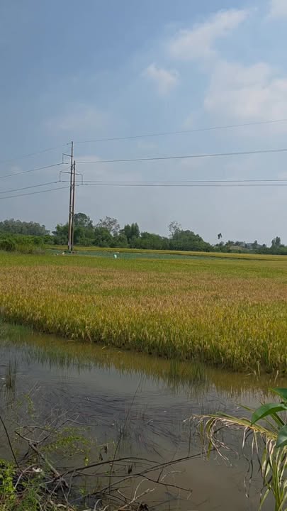 Đất thổ cư ấp Bình Thạnh A, Cà Mau 4005m² giá 6.75 tỷ - Đầu tư sinh lời tuyệt vời!