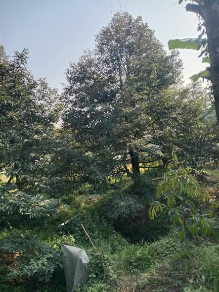 Đất Farm 5 công tại Tân Phong, Cai Lậy - 6,5 tỷ - Đầu tư sinh lời hấp dẫn!