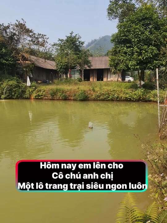 Farm DT-7HA Tân An 70000m² - Siêu trang trại với tiềm năng sinh lời