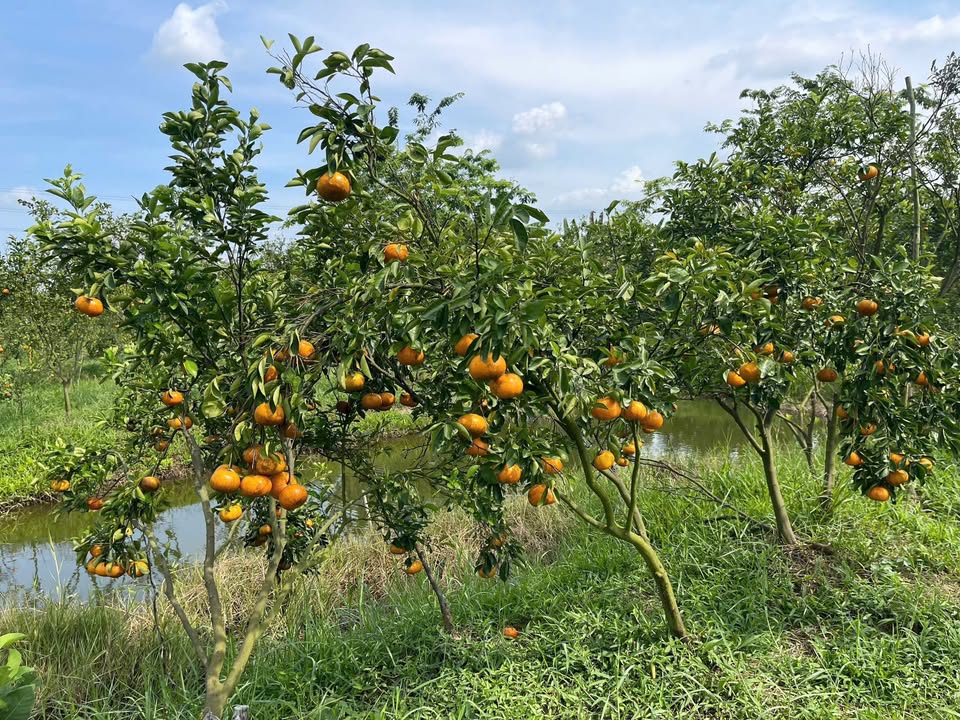 Bán Vườn Quýt 14 công ở Cầu Tân Lợi, Lai Vung 3.2 tỷ - Tiềm năng kinh doanh lớn!