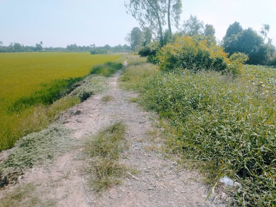 Đất ruộng 1560m² tại Vĩnh Long - Giá chỉ 270 triệu - Cơ hội đầu tư hấp dẫn!