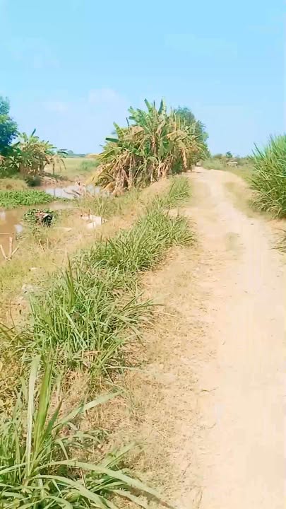 Đất ruộng 10.292m² tại xã Tân Hòa, Vĩnh Long - Giá chỉ 2.156 tỷ!