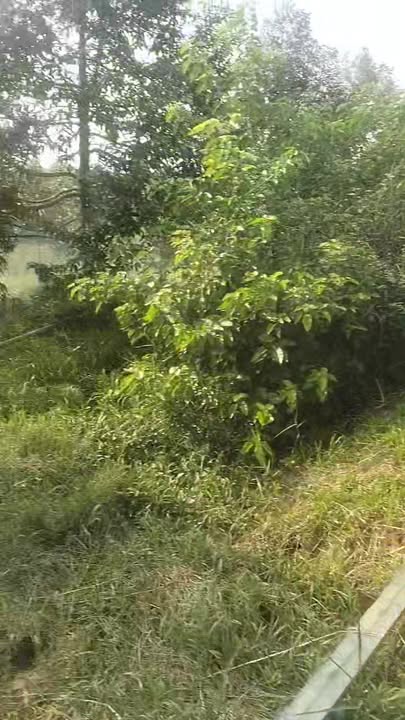 Bán gấp Farm 1 công 5 sầu riêng Ri6 tại An Thái Trung, Cái Bè chỉ 750 triệu