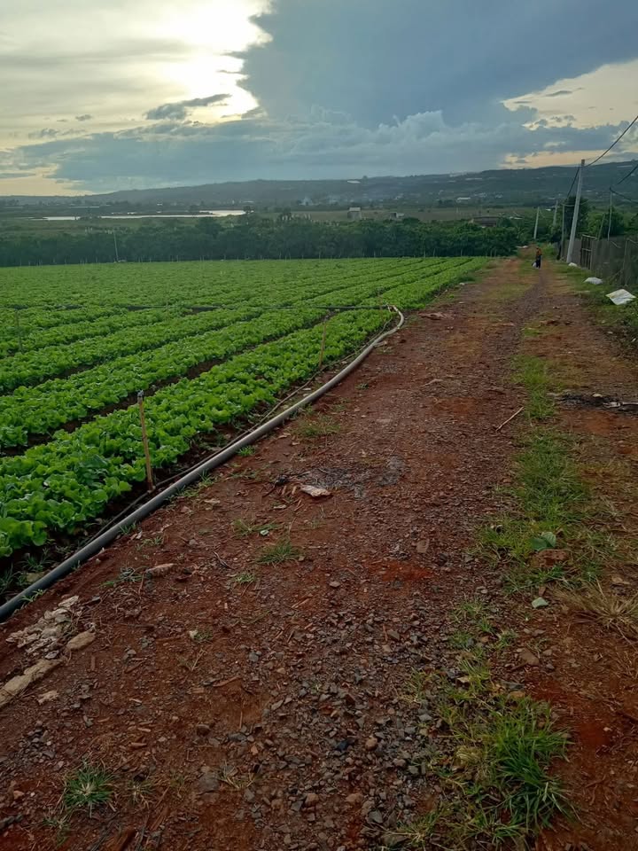 Đất dự án 5s8 Tân Hội 50.000m² giá 3 tỷ - Cơ hội đầu tư tuyệt vời!