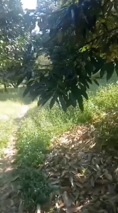 Farm cho thuê tại Phú Xuân, Tân Phú, Đồng Nai - 560 cây sầu riêng, giá 7.4 tỷ!