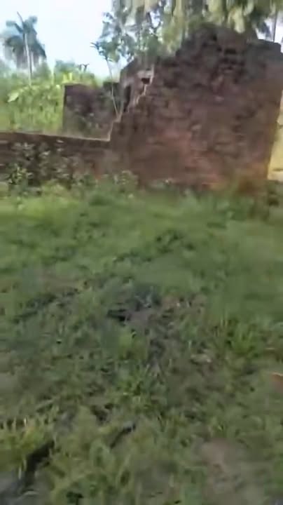 Đất thổ cư Mỹ Hòa, Phù Mỹ 1630m² giá chỉ 375 triệu - Vườn dừa yên bình!