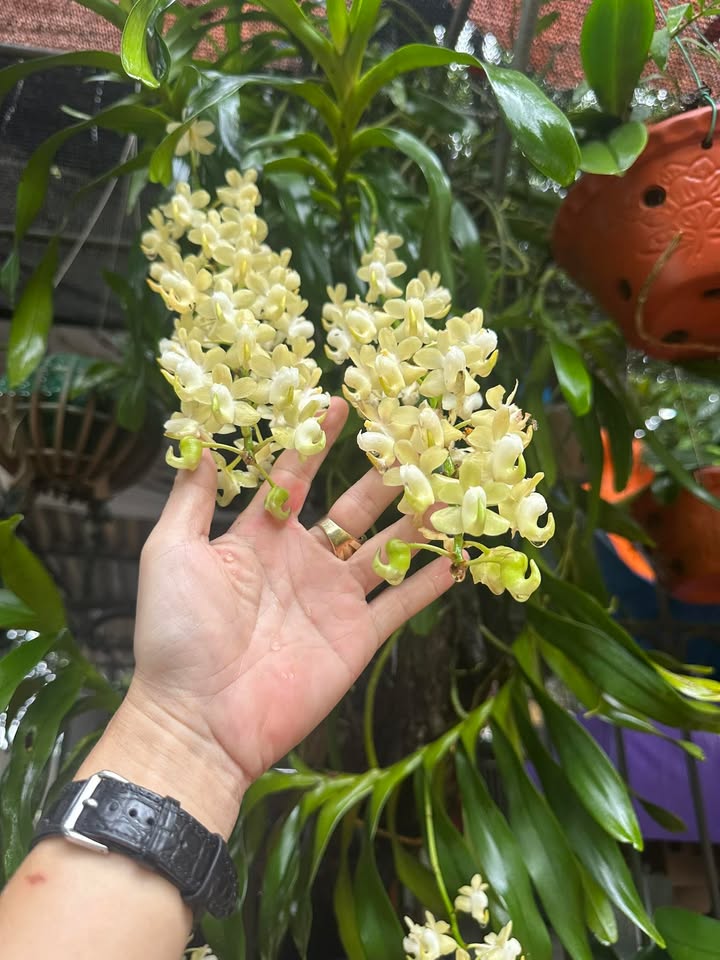 Đất tái định cư Sơn Lộc, Sơn Tây 70m² giá 3.x tỷ - Đường ô tô tránh nhau!