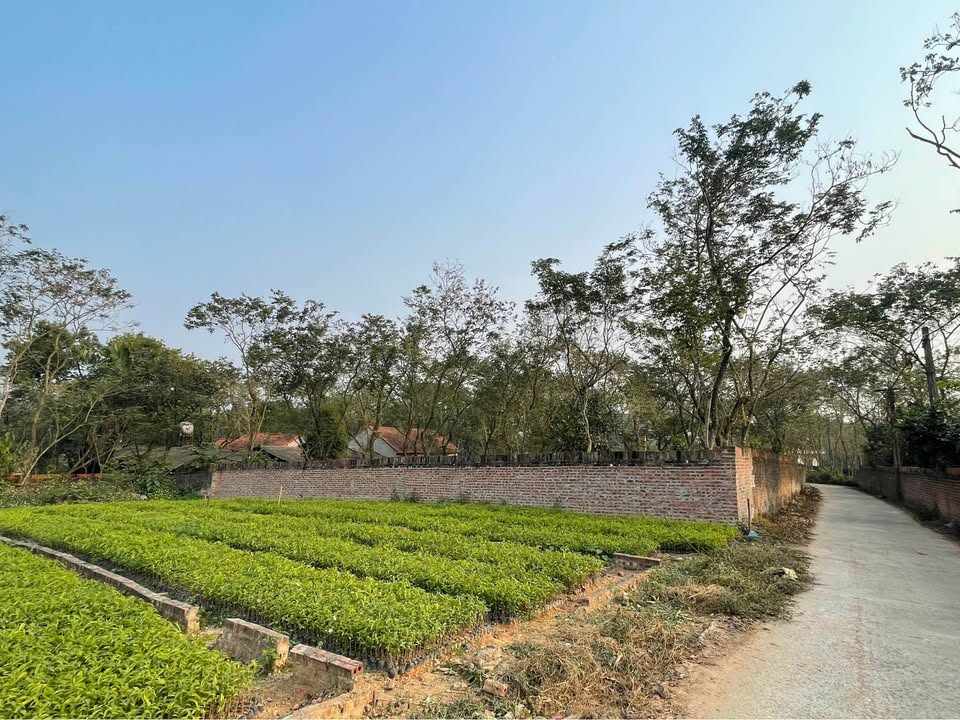 Đất thổ cư 106m² tại Thôn Làng Chanh, Tam Quan - Giá chỉ 600 triệu