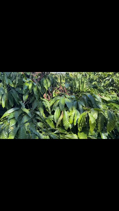 Đất nông nghiệp TDT, xã Long Tân, 10,000m² giá 2.6 tỷ - Đầu tư sinh lời tiềm năng!