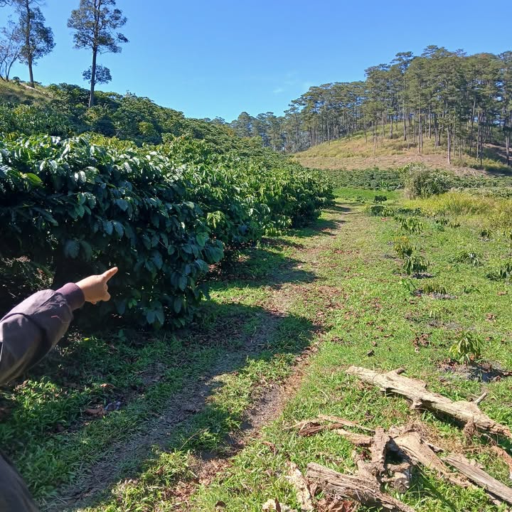 Đất nền 1,5ha Đạ K' Nàng - Giá chỉ 1,05 tỷ - Cơ hội đầu tư tuyệt vời!
