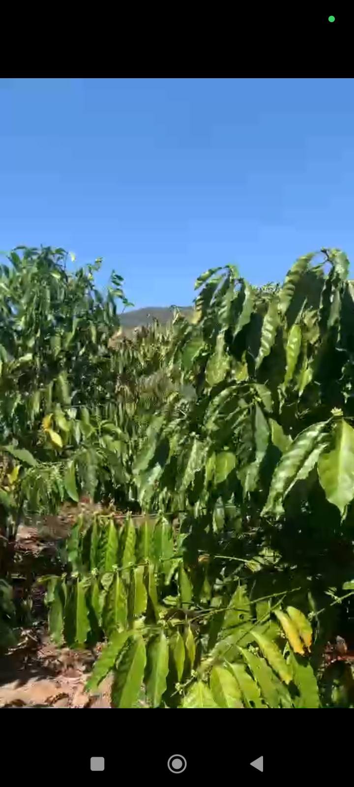 Farm 13500m² tại Thôn 7, Xã Ia RSai chỉ 1.6 tỷ - Cơ hội đầu tư sinh lời!