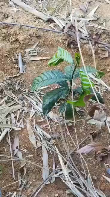 Farm 7ha tại Đắk Hà, Kon Tum - Giá 2.x tỷ, Đầy đủ tiện nghi tưới