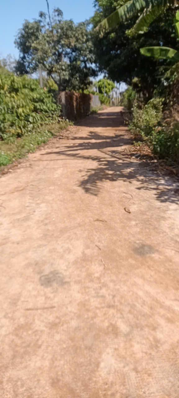 Đất vườn cà phê 23400m² tại Xã Ia Tiêm, Huyện Chư Sê - Đầu tư sinh lời!