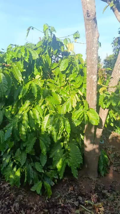 Farm 1ha8 tại Xã Ia Phang, Huyện Chư Pưh - Cà phê và tiêu sẵn có, giá thỏa thuận!