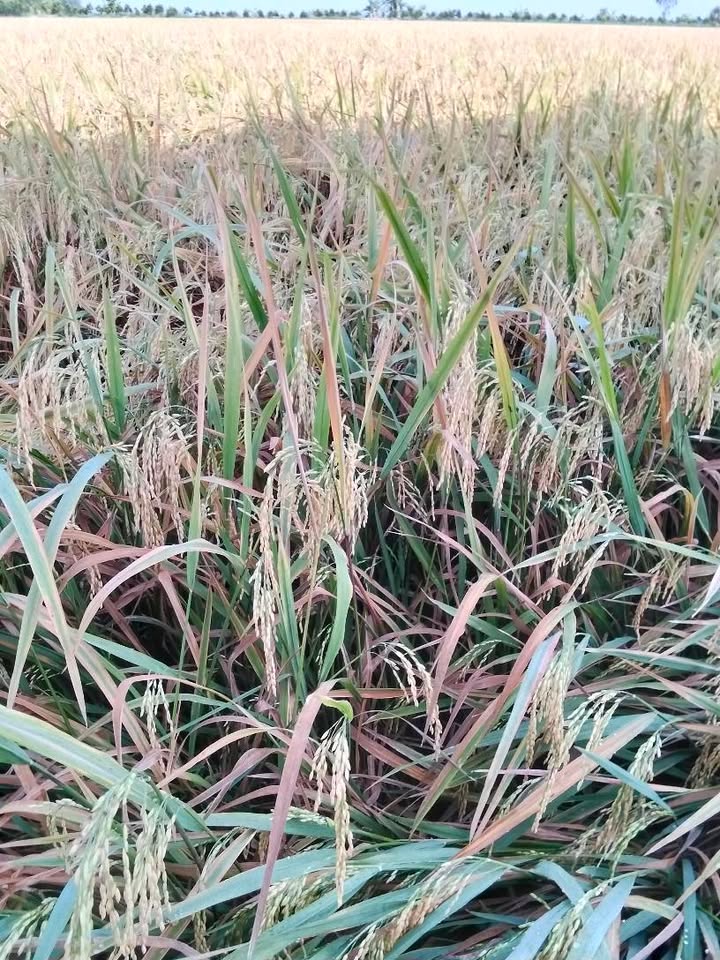 Đất ruộng 10.000m² tại Vĩnh Châu A, Tân Hưng - Chỉ 150 triệu!