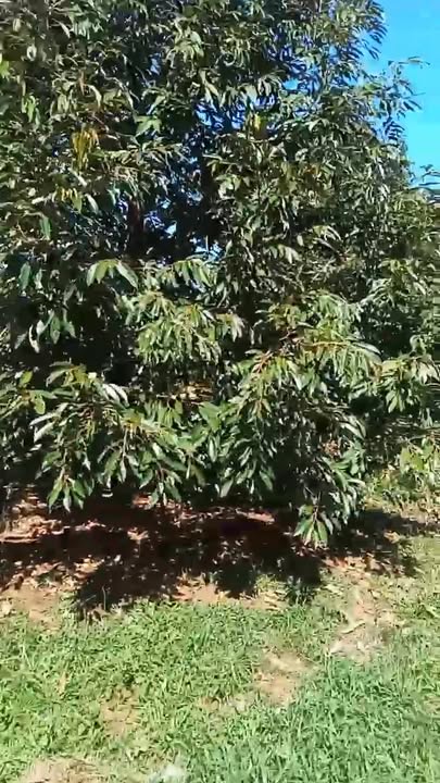 Đất nền khu công nghiệp Long Hòa, Biên Hòa 280m² giá 190 triệu - Cơ hội đầu tư tuyệt vời!