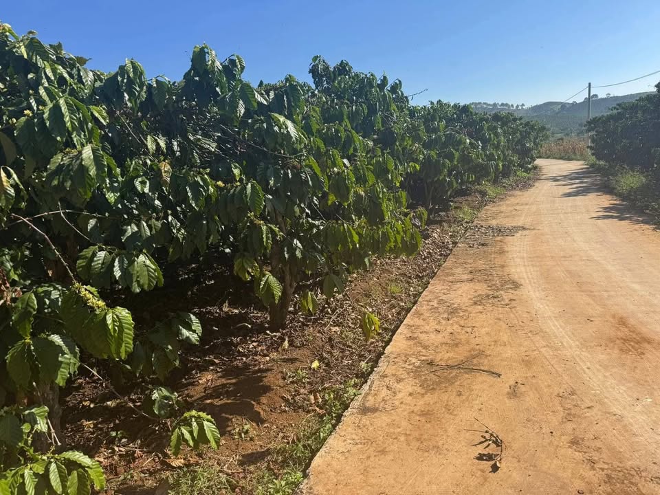 Đất nền dự án tại Lâm Hà 1ha giá 4.5 tỷ - Cơ hội đầu tư sinh lời!