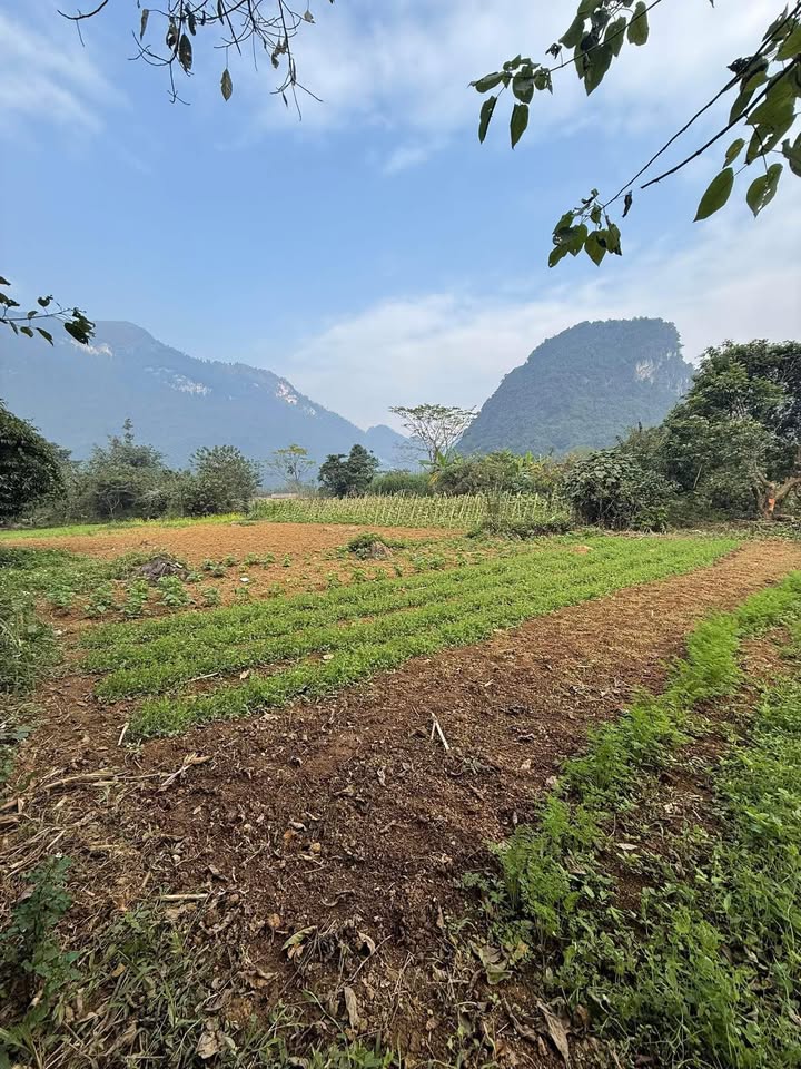 Đất Farm Bản Mán, Hà Giang 3100m² giá 500 triệu - Lý tưởng cho nghỉ dưỡng!