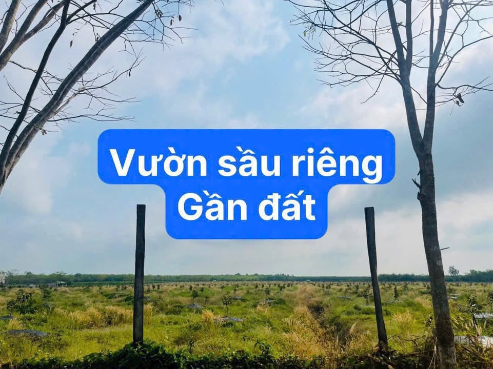 Đất Sào Bám Suối Tây Ninh 1126.8m² giá 300-399 triệu - Cơ hội hiếm có cho nhà vườn!