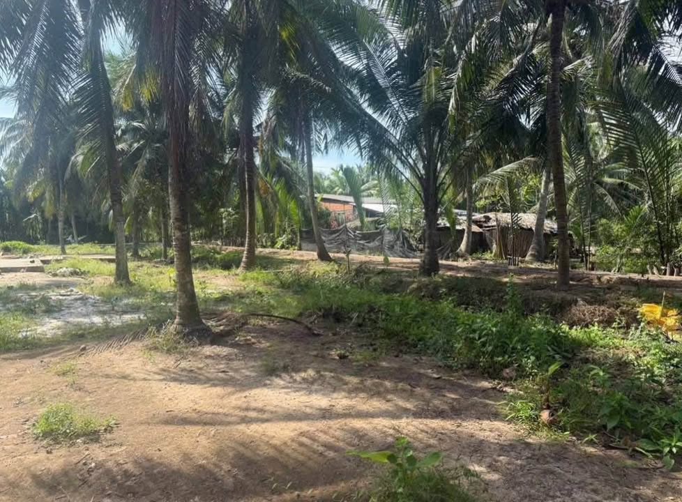 Đất vườn Phước Mỹ Trung 539m² giá 680 triệu - Cơ hội đầu tư không thể bỏ qua!